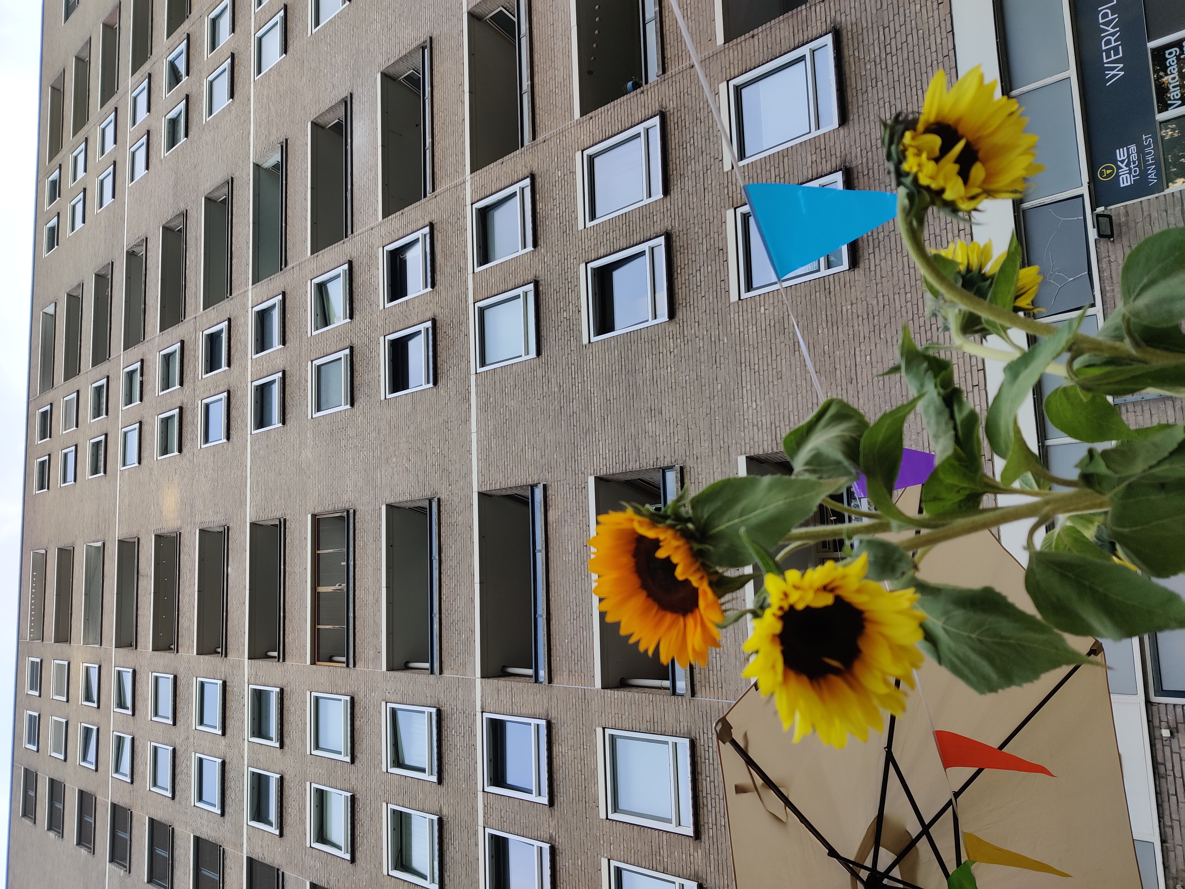 zonnebloemen voor de achterkant van de flat
